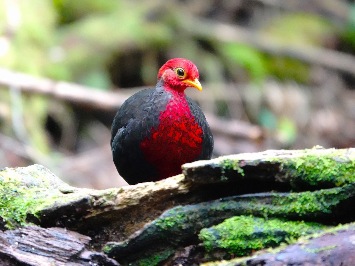 Crimson-headed Partridge - ML622253165