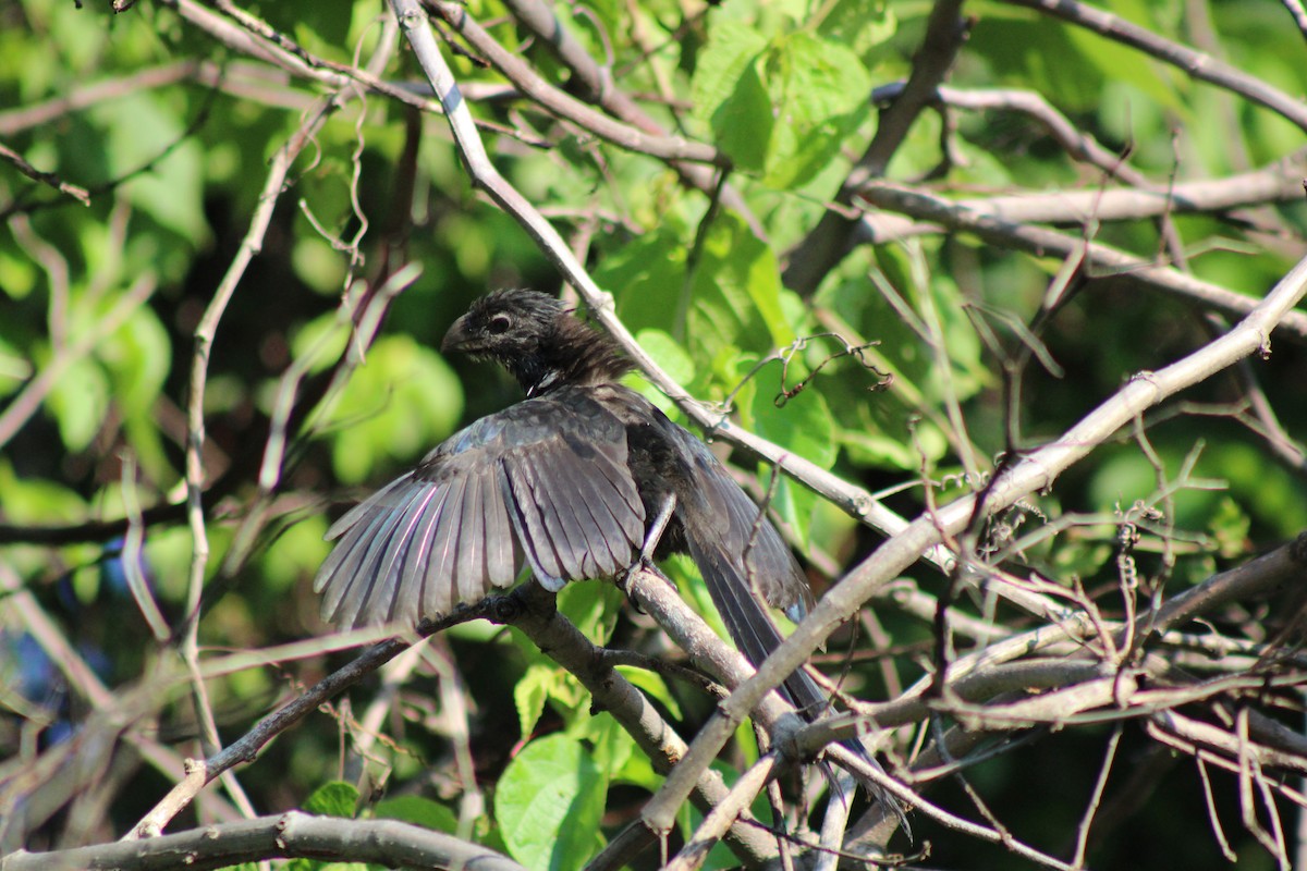 Groove-billed Ani - ML622253188
