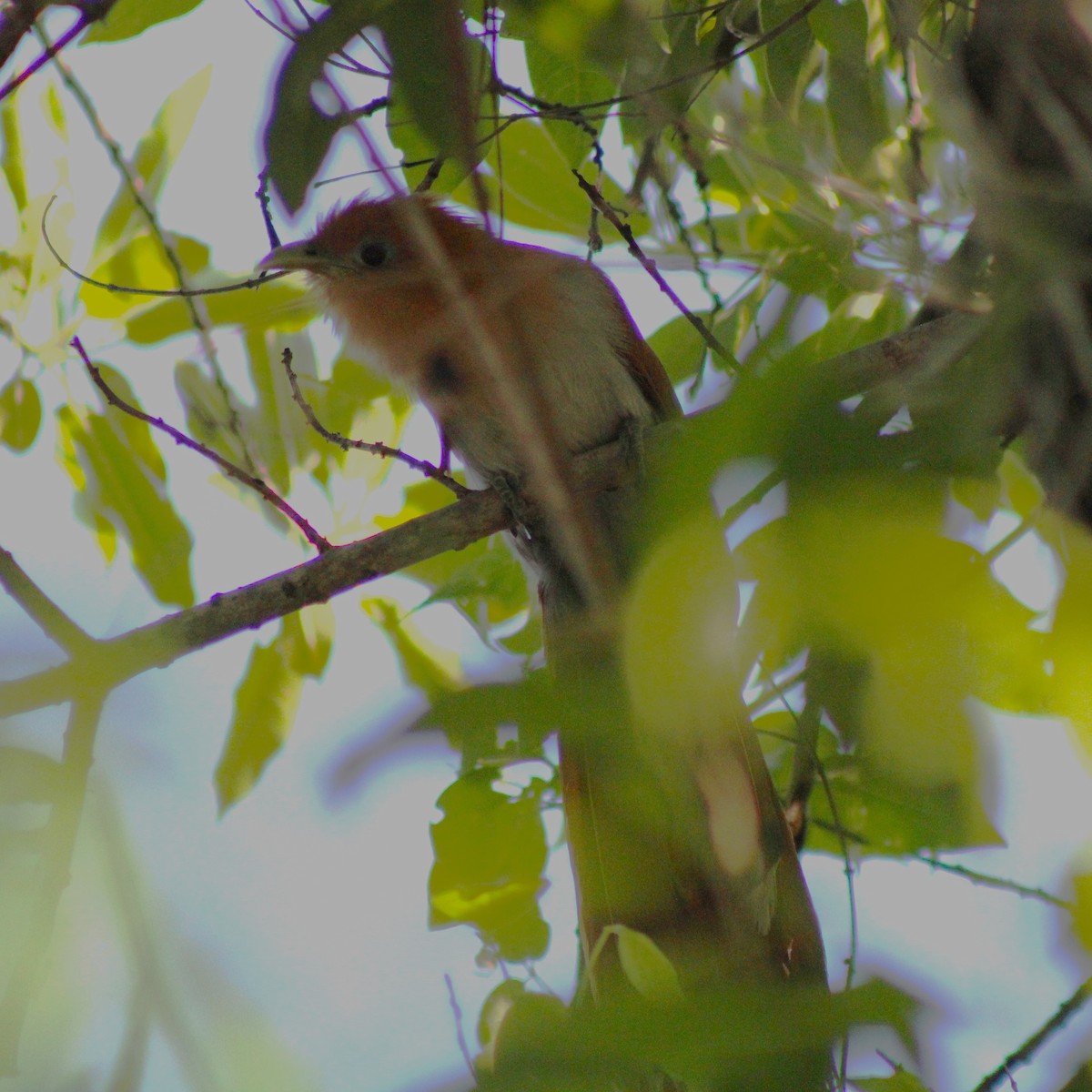 Mexican Squirrel-Cuckoo - ML622253201