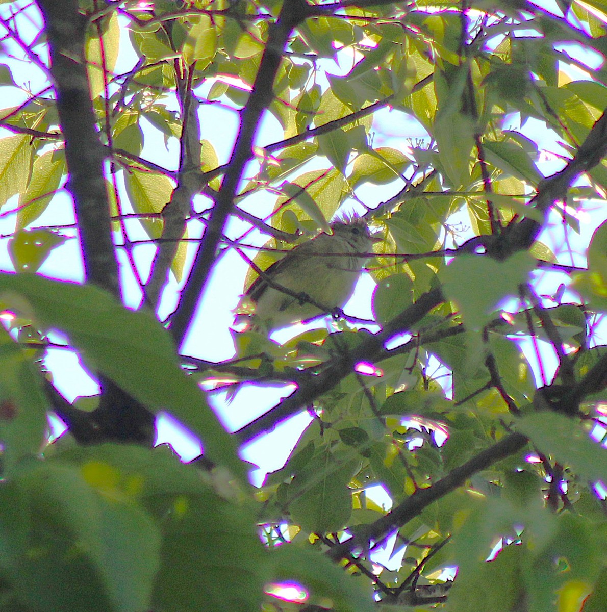 Northern Beardless-Tyrannulet - ML622253213