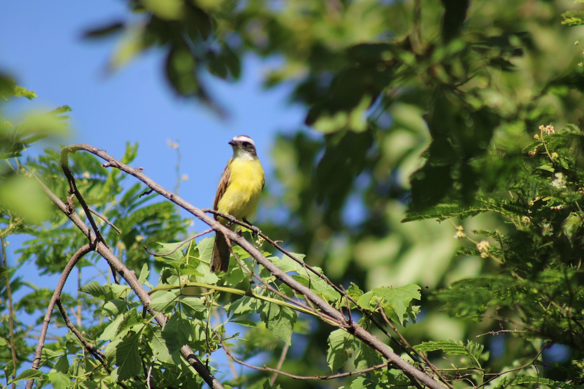 Social Flycatcher - ML622253221