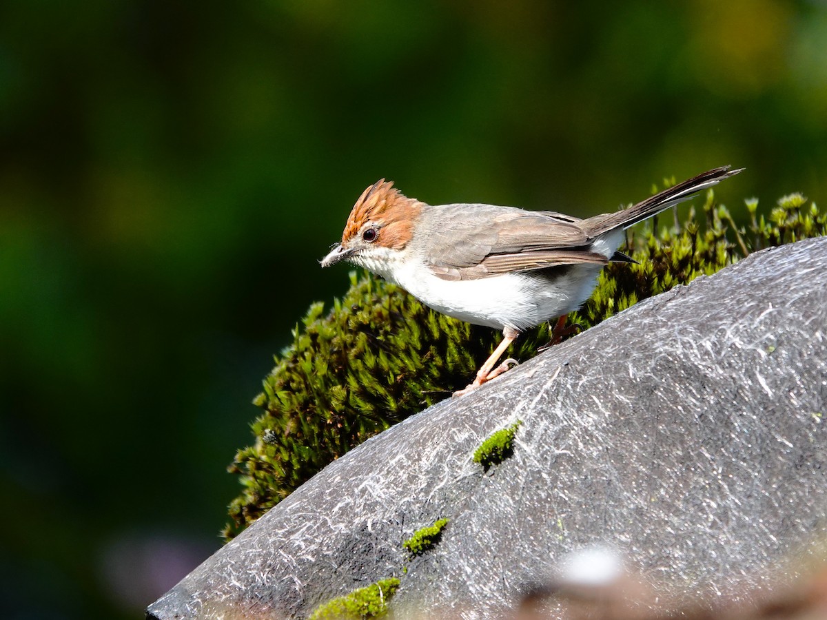 Chestnut-crested Yuhina - ML622253222