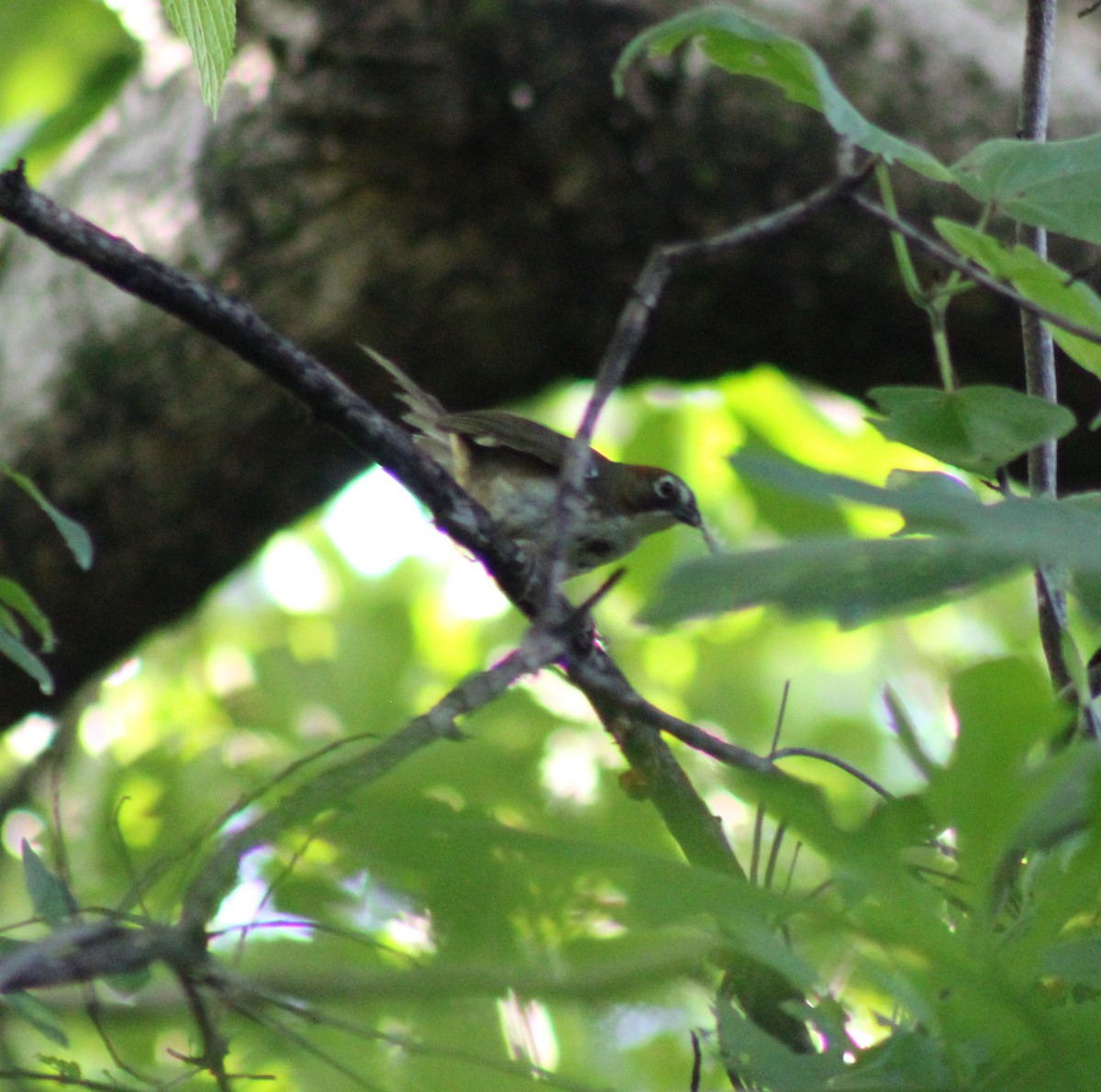 Rusty-crowned Ground-Sparrow - ML622253235