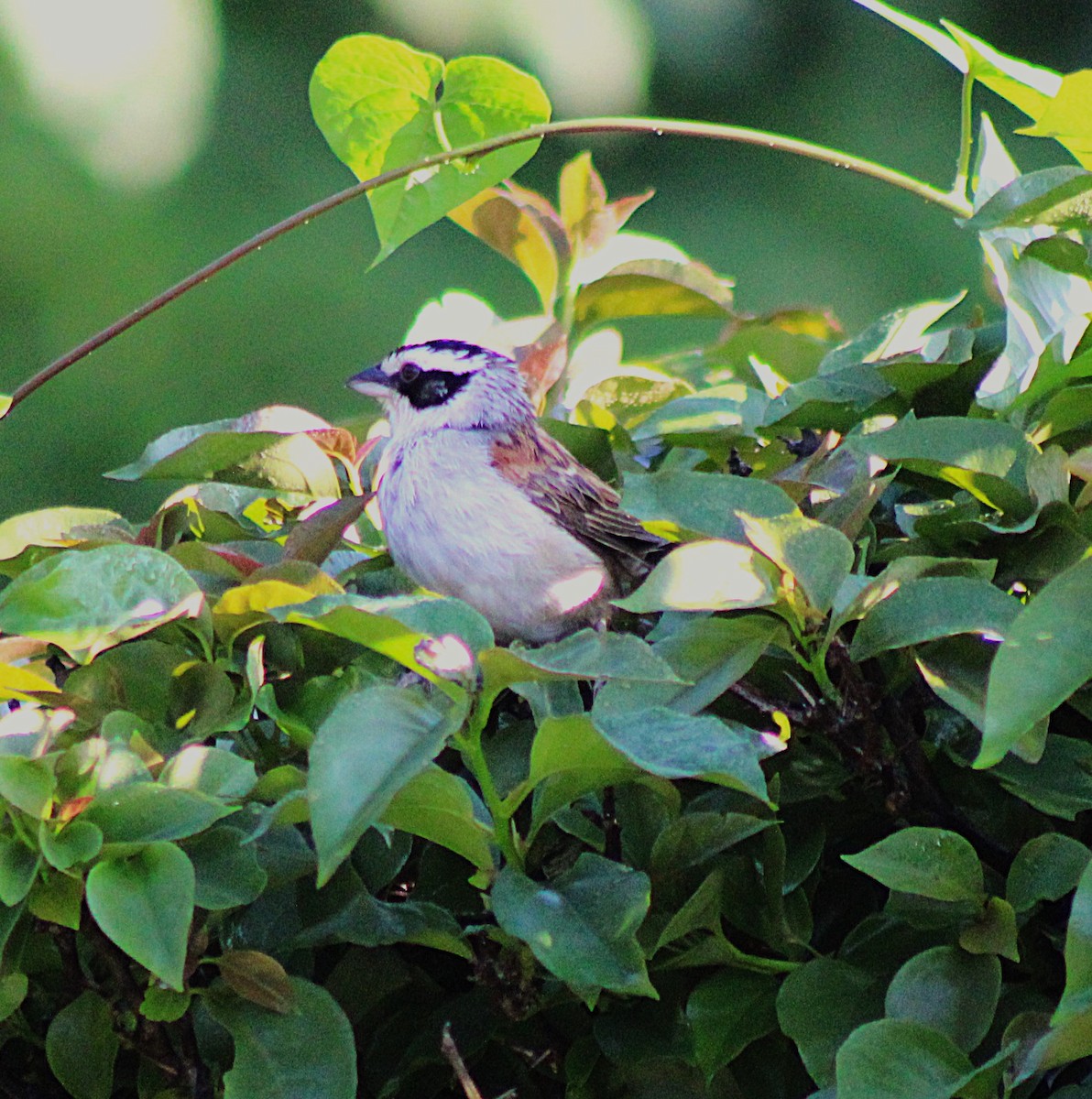 Stripe-headed Sparrow - ML622253246