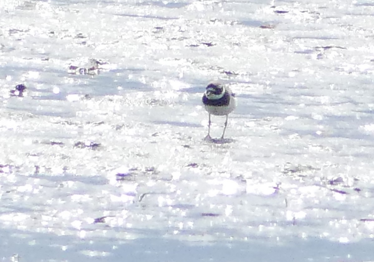 Txirritxo handia - ML622253300