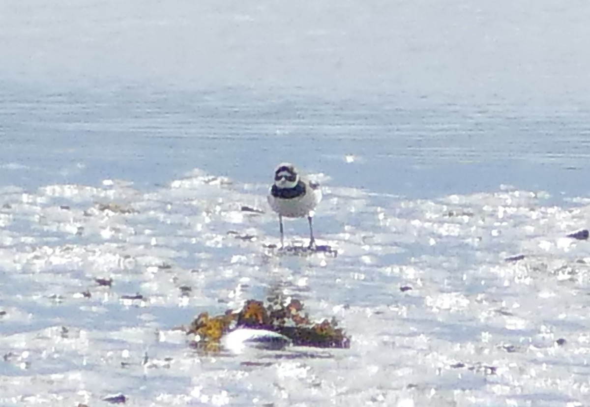 Txirritxo handia - ML622253301