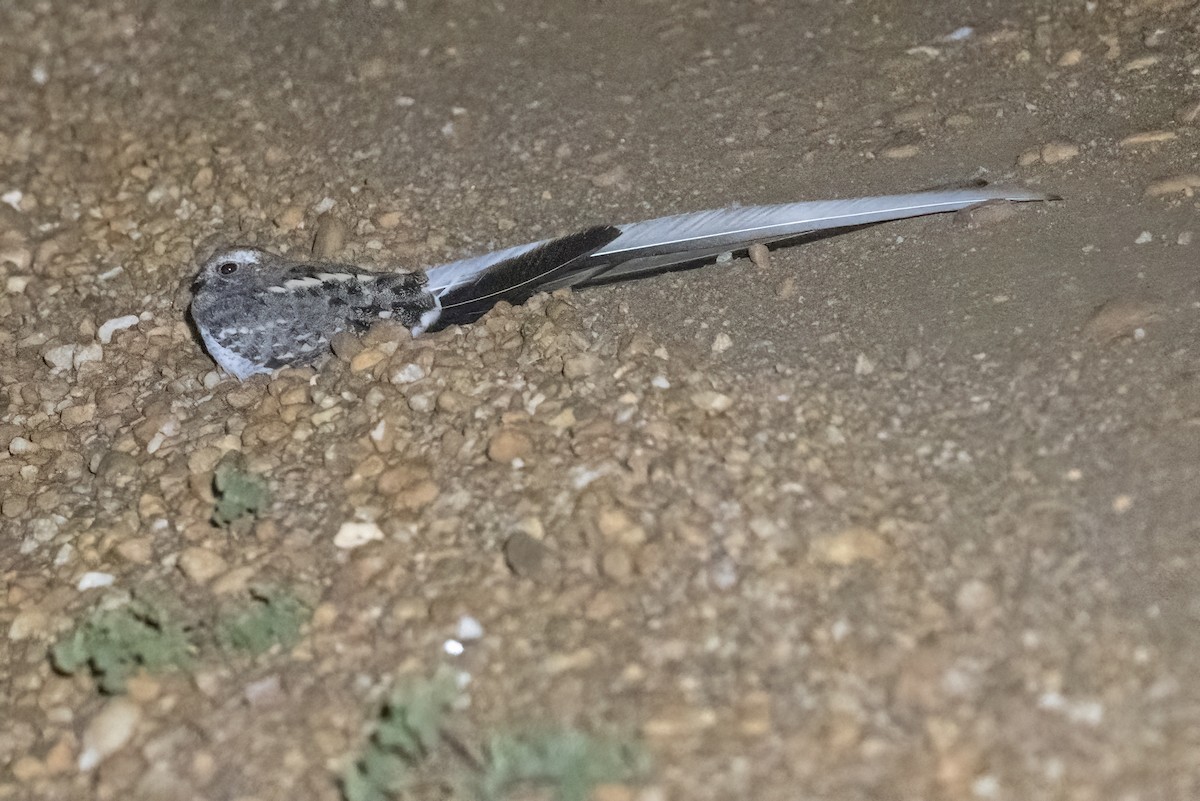 Pennant-winged Nightjar - ML622253346