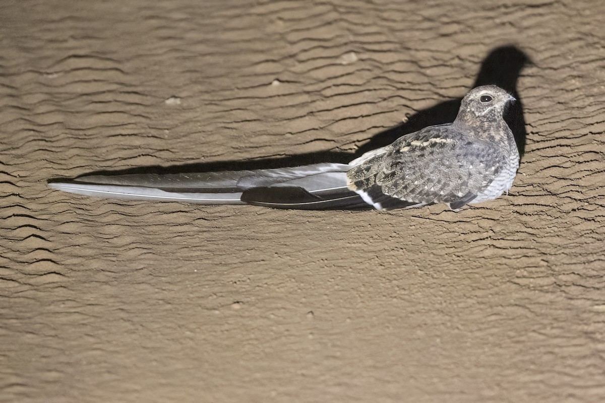 Pennant-winged Nightjar - ML622253347
