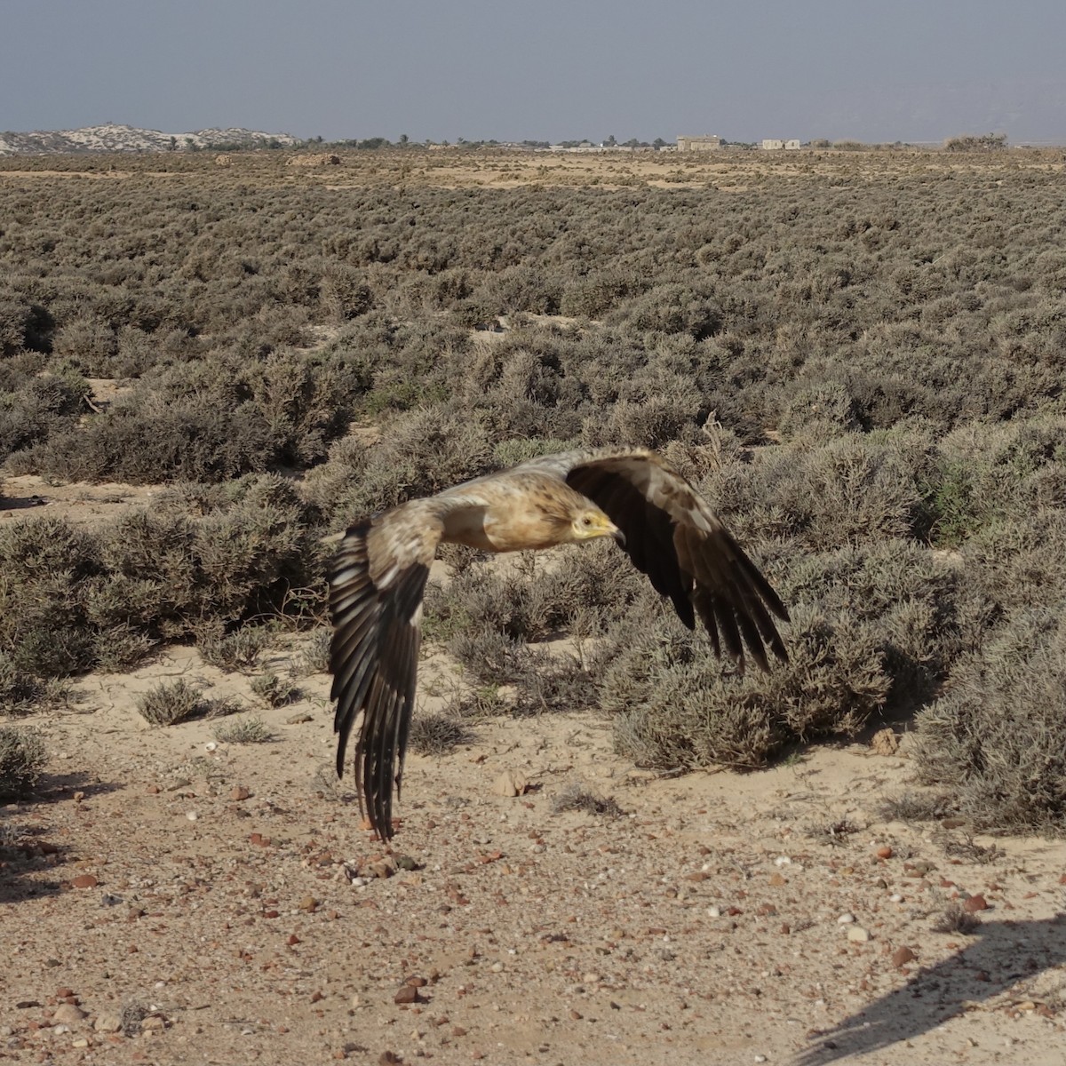 Egyptian Vulture - ML622253352