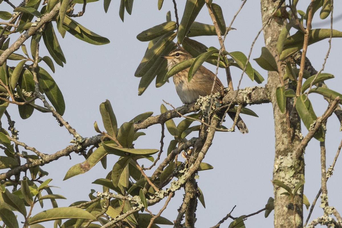 Brown-backed Scrub-Robin - Robert Lockett