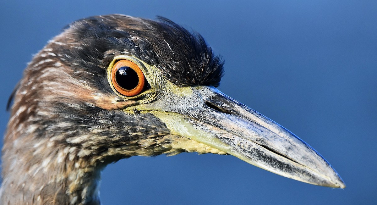 Yellow-crowned Night Heron - ML622253360