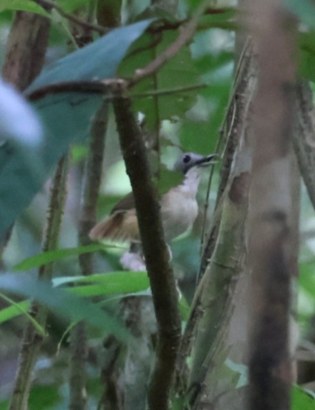 Short-tailed Babbler - Napatson Bunnueang