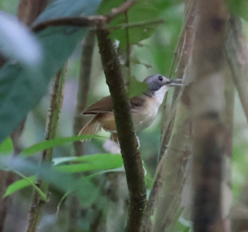 Short-tailed Babbler - ML622253401