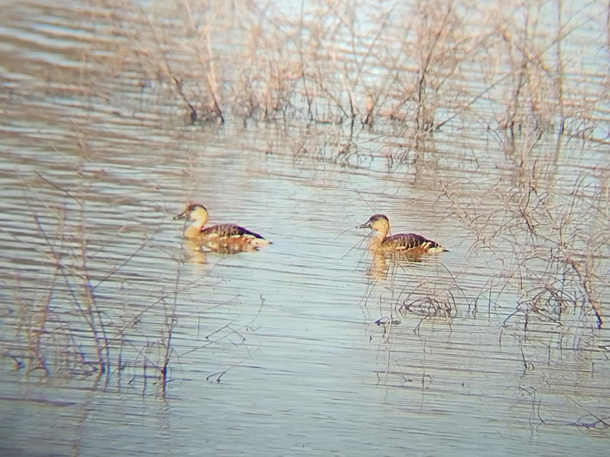 Wandering Whistling-Duck - ML622253414