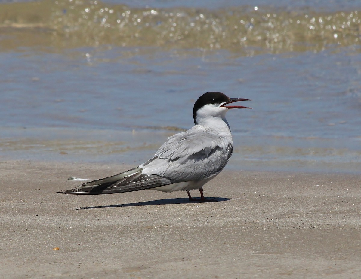 Arctic Tern - ML622253447