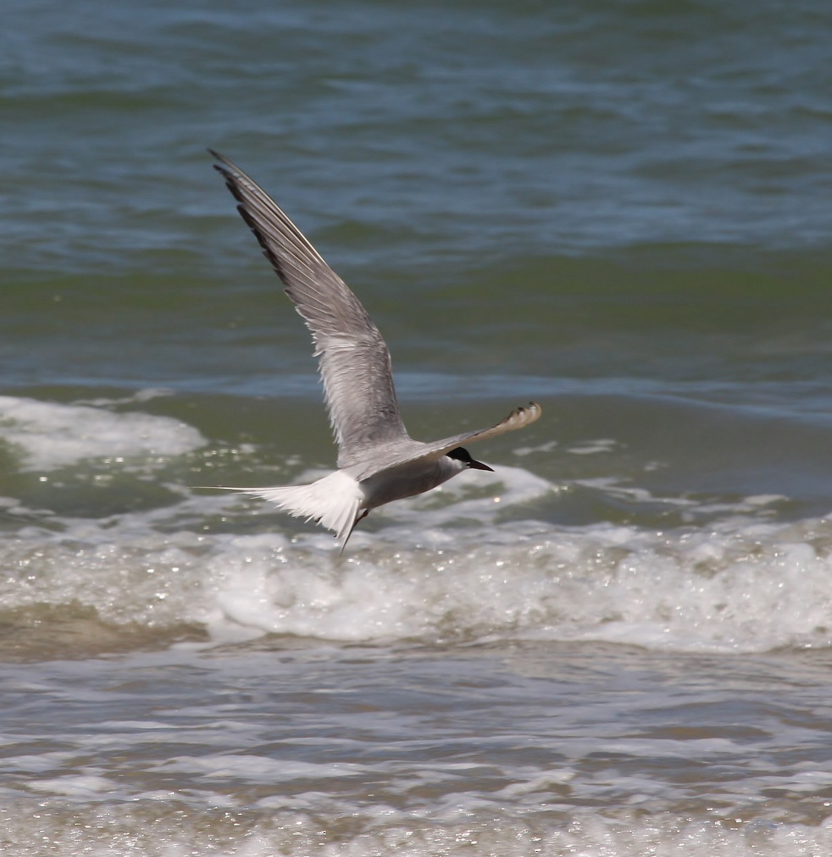 Arctic Tern - ML622253448