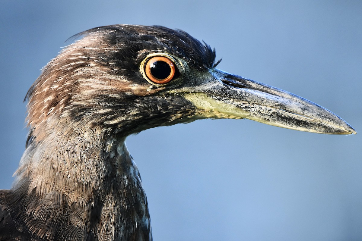 Yellow-crowned Night Heron - ML622253458