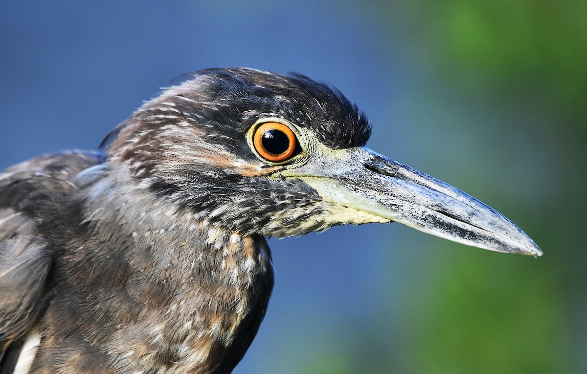 Yellow-crowned Night Heron - ML622253494