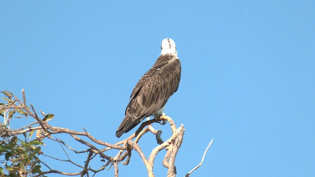 Balbuzard pêcheur (cristatus) - ML622253547