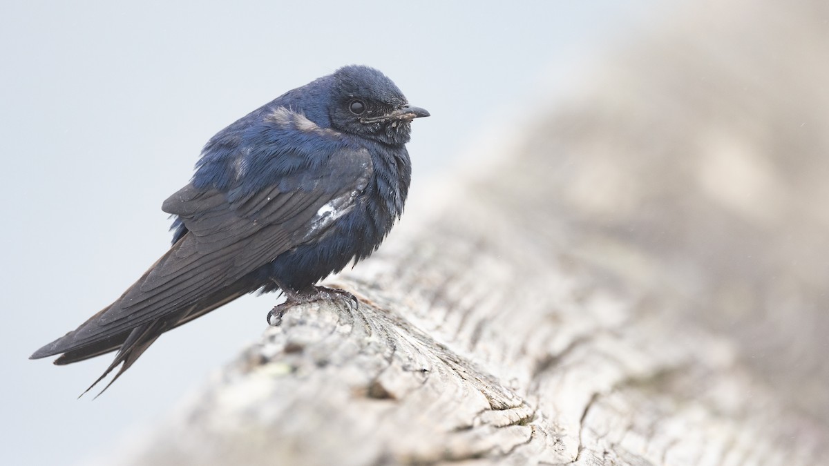 Purple Martin - ML622253620