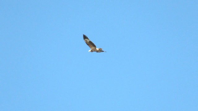 White-bellied Sea-Eagle - ML622253629