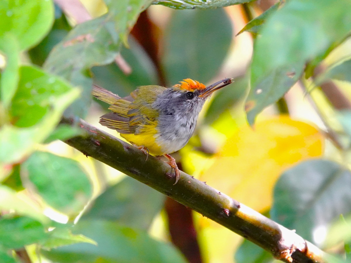 Mountain Tailorbird - ML622253671