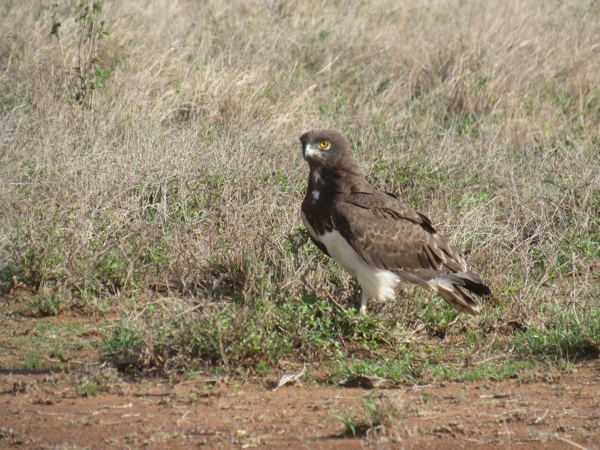 Black-chested Snake-Eagle - ML622253683