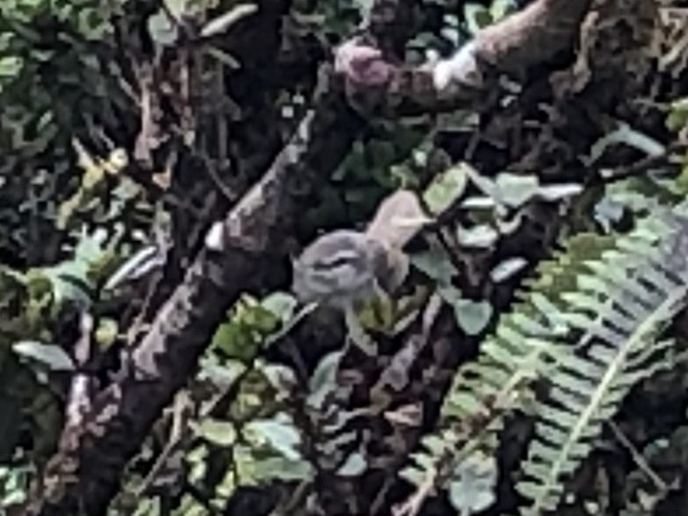 Japanese Bush Warbler - Adrian Burke