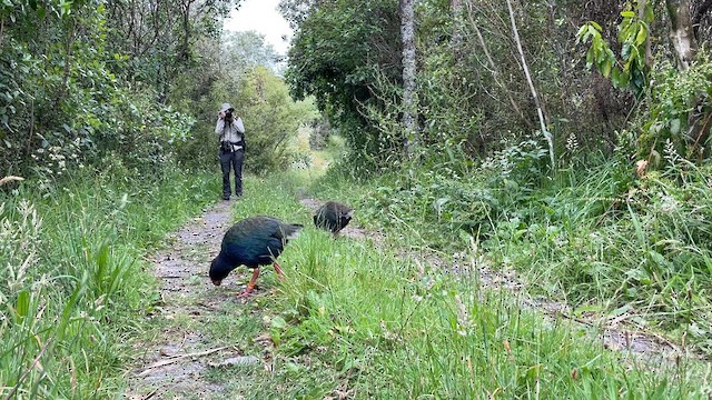 South Island Takahe - ML622253710