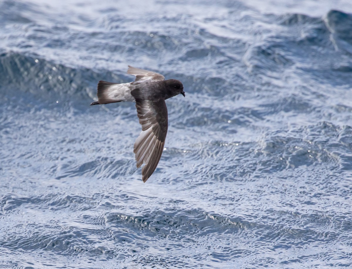 Gray-backed Storm-Petrel - ML622253822