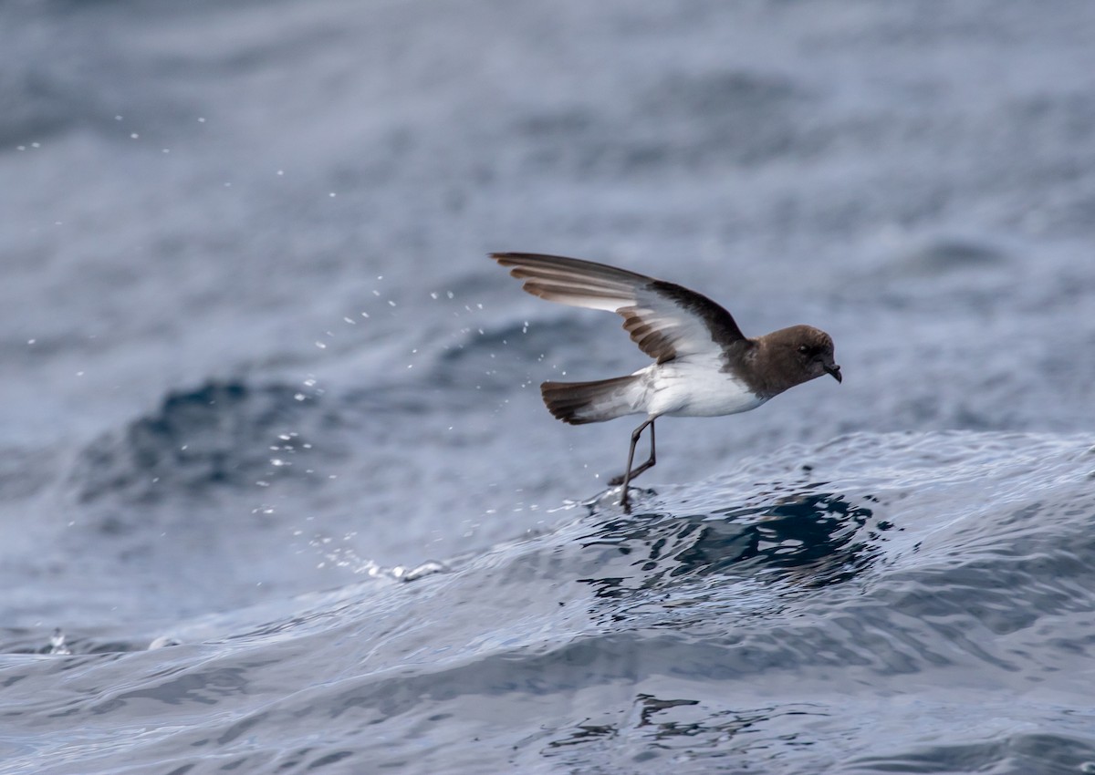 Gray-backed Storm-Petrel - ML622253825