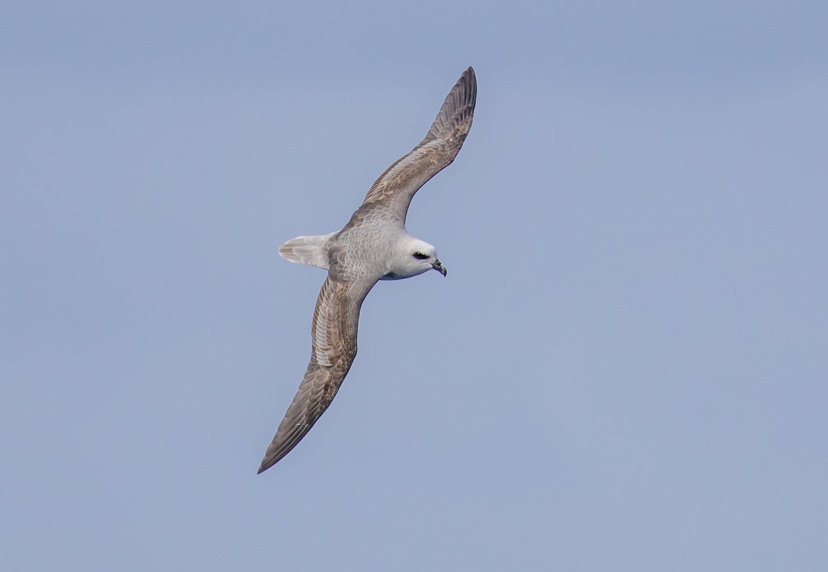 White-headed Petrel - ML622253842