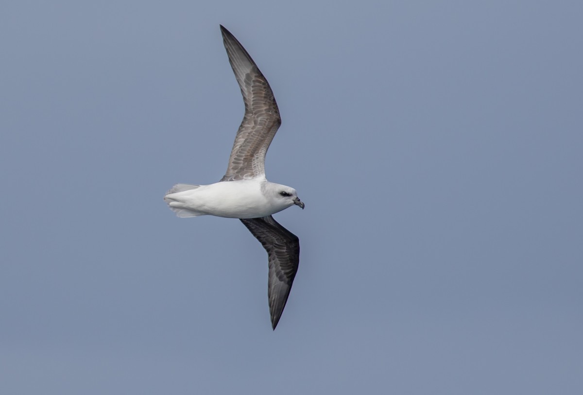 White-headed Petrel - ML622253843