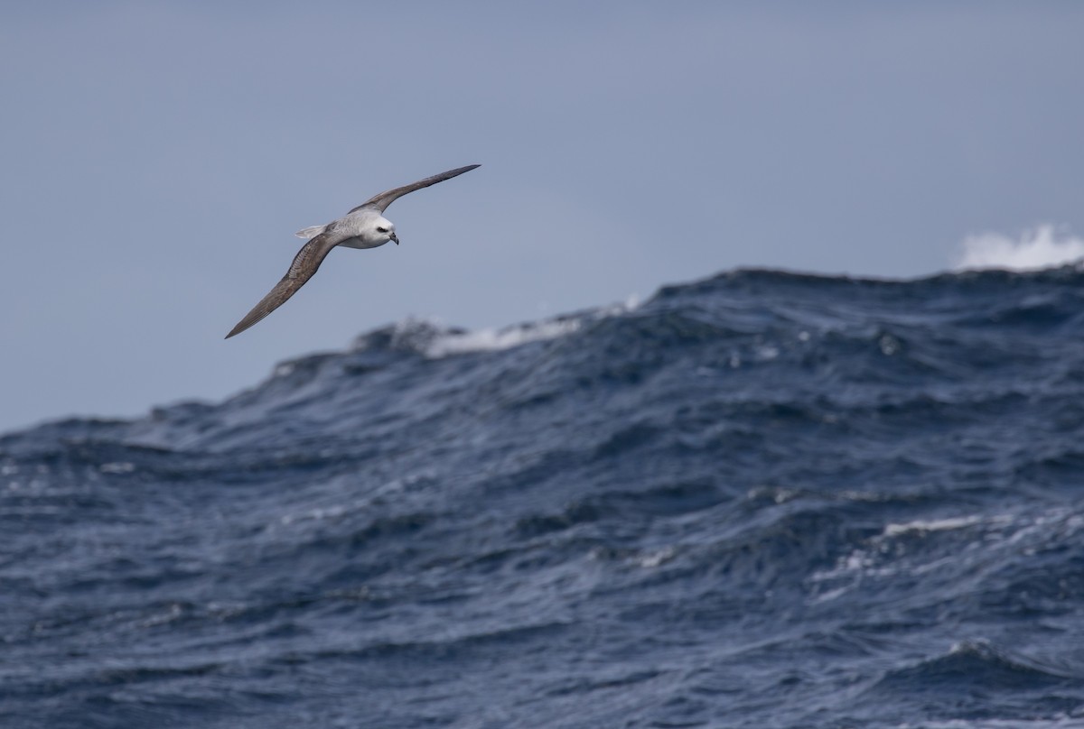 White-headed Petrel - ML622253844