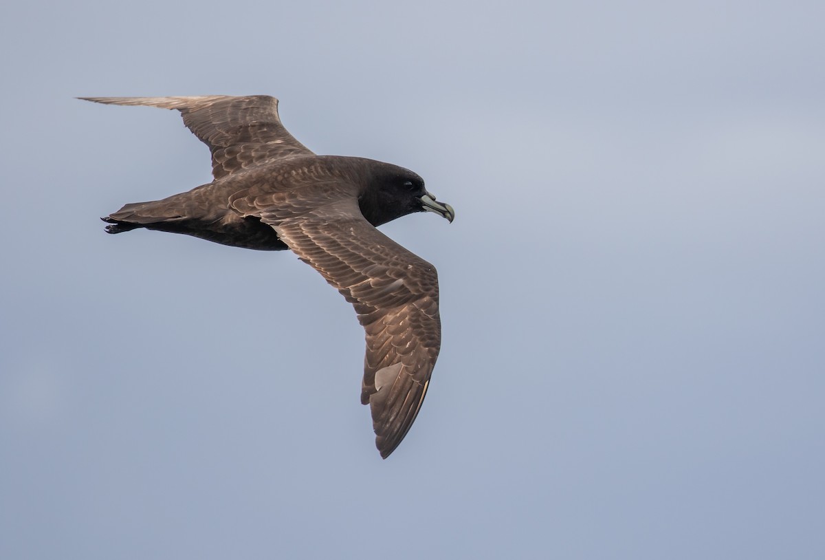 White-chinned Petrel - ML622253855