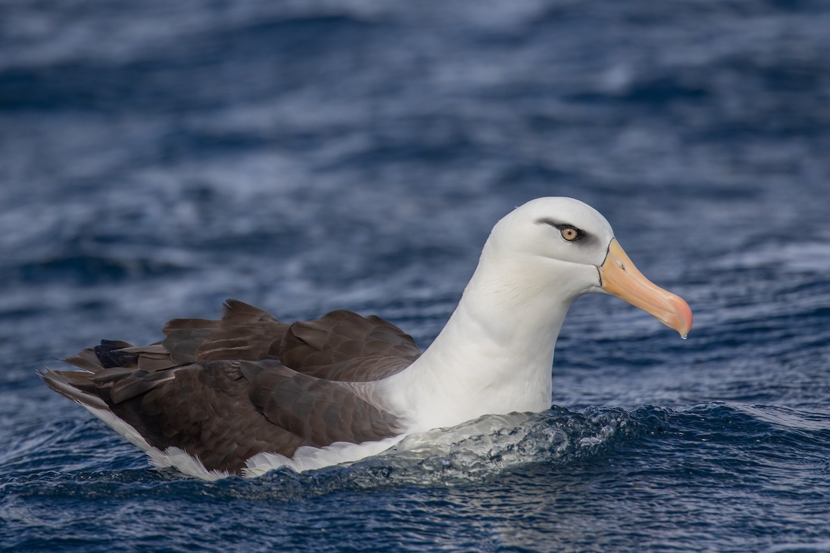 Black-browed Albatross (Campbell) - ML622253870