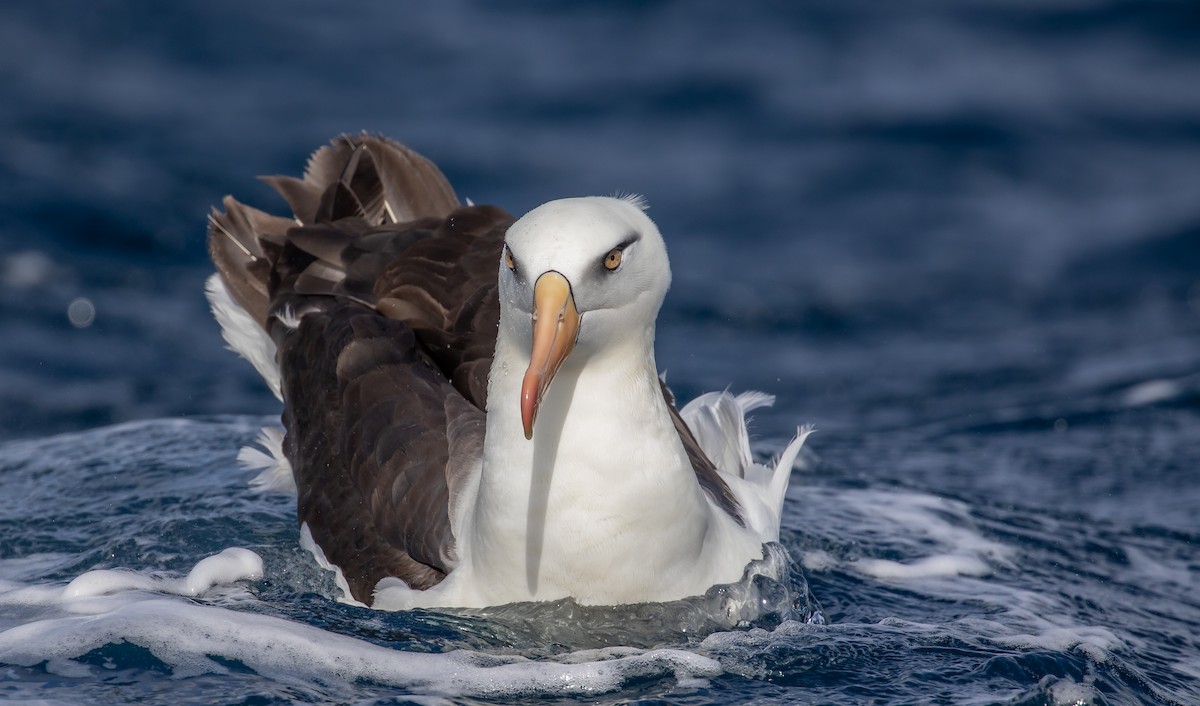 Black-browed Albatross (Campbell) - ML622253871