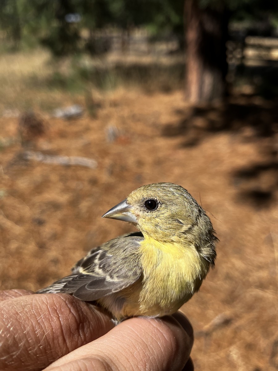 Lesser Goldfinch - ML622253953