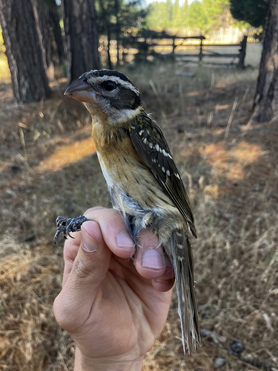 Black-headed Grosbeak - ML622253968