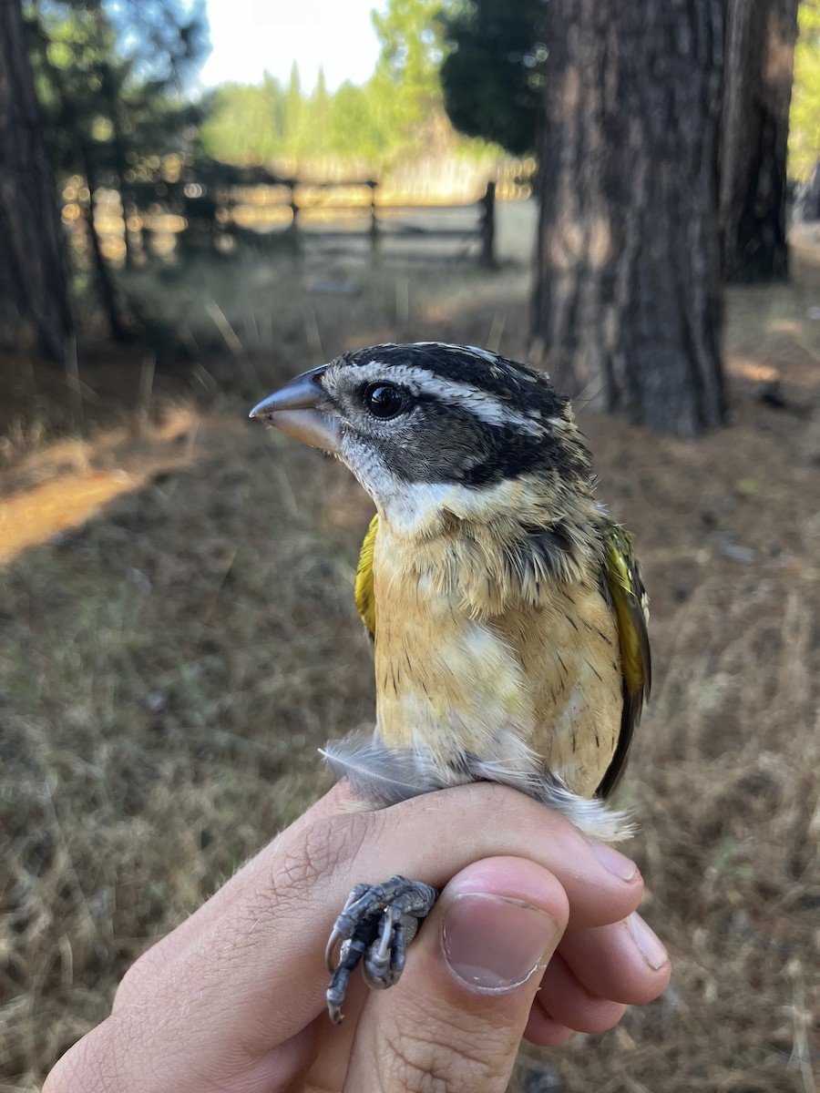Black-headed Grosbeak - ML622253969