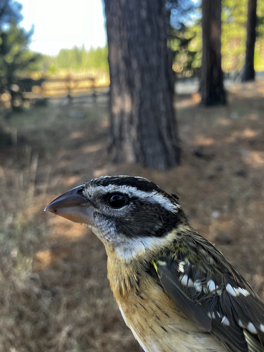 Black-headed Grosbeak - ML622253970