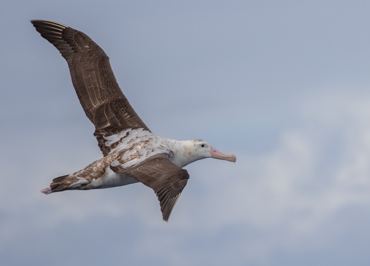 Snowy Albatross - ML622253995