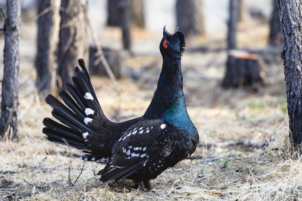 Black-billed Capercaillie - ML622254002