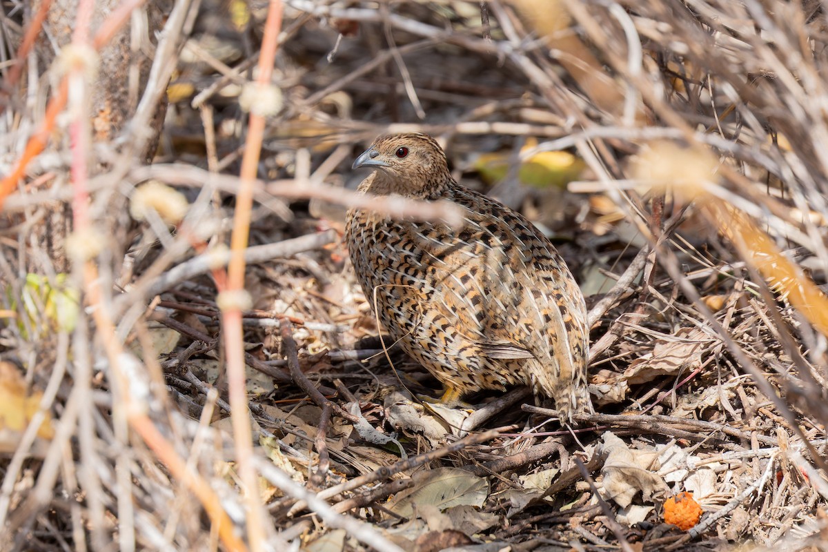 Brown Quail - ML622254129