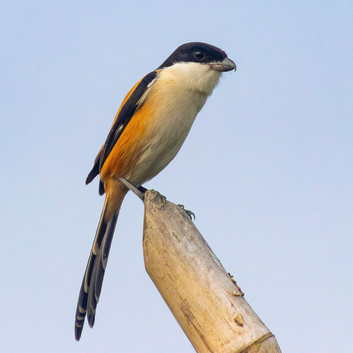 Long-tailed Shrike - Muhtasim  Islam