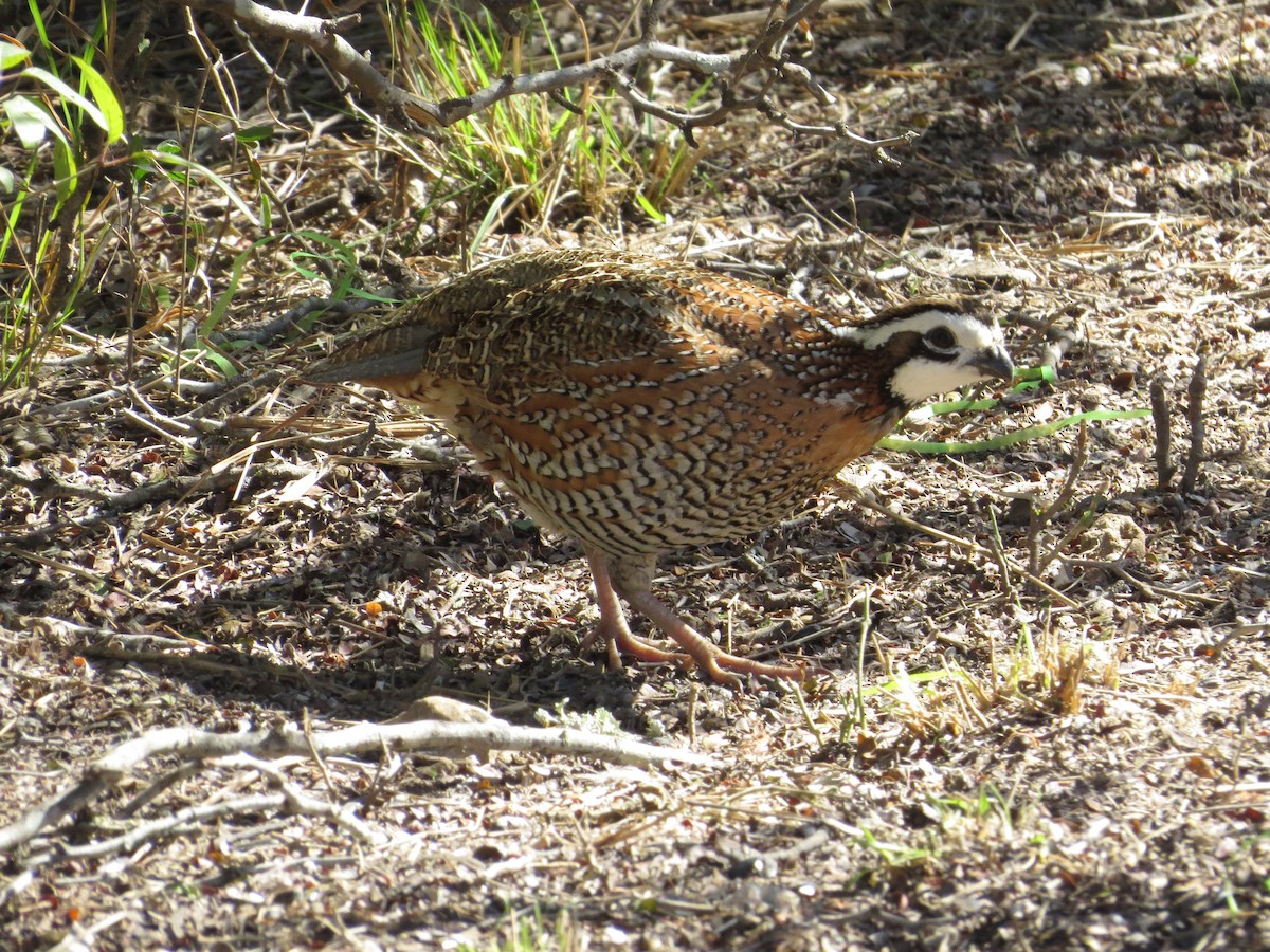 Northern Bobwhite - ML622254416