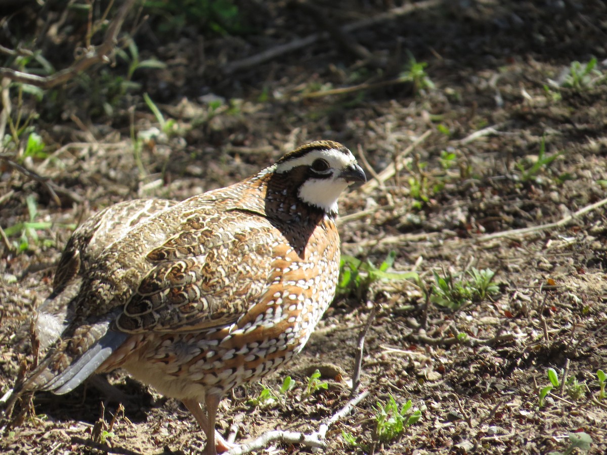 Northern Bobwhite - ML622254424