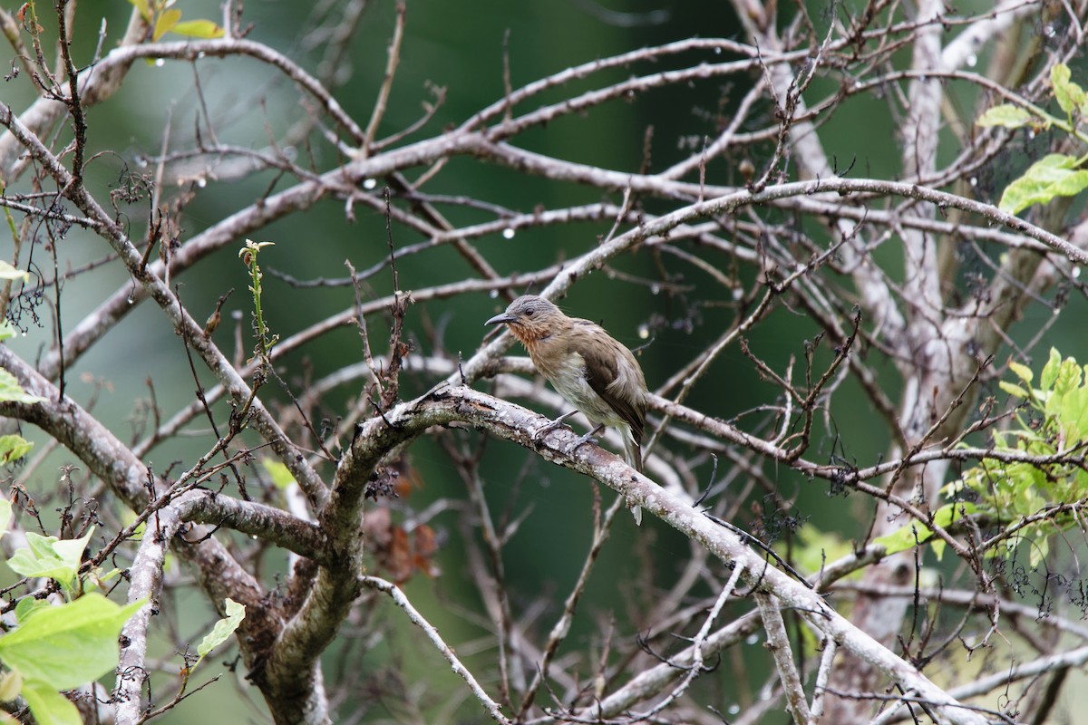 Philippine Bulbul - ML622254458