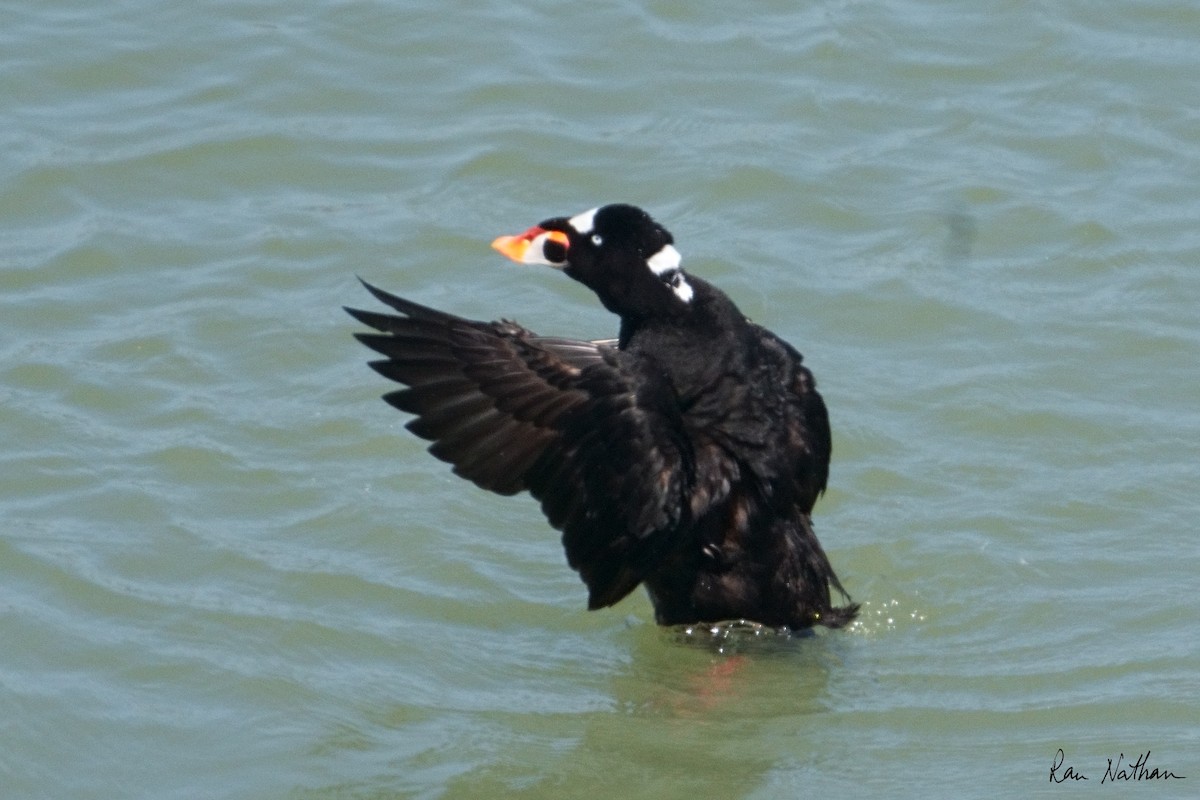 Surf Scoter - ML622254532