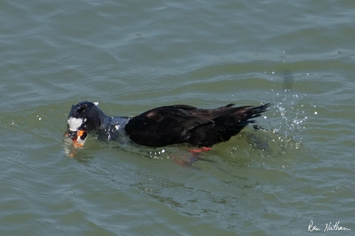 Surf Scoter - ML622254533